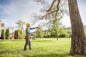Best Palm Tree Trimming  in French Lick, IN