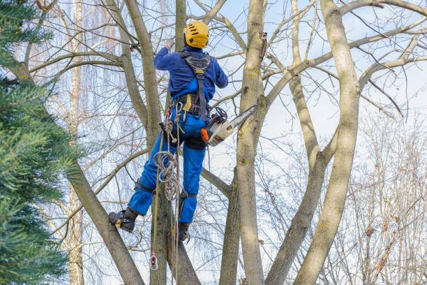 Best Hazardous Tree Removal  in French Lick, IN