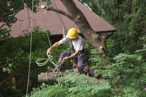 Best Tree Mulching  in French Lick, IN