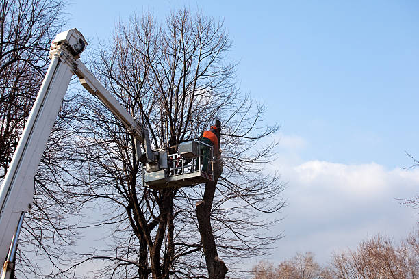 Best Hedge Trimming  in French Lick, IN