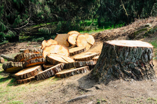 Trusted French Lick, IN Tree Care Experts